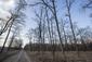 sova lesná (obyčajná) (18.2.2025)