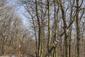 sova lesná (obyčajná) (17.2.2025)