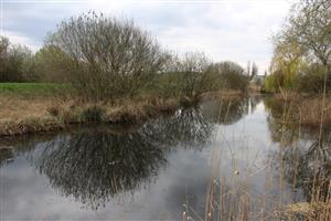 Pohľad na južnú časť TML Parížske močiare, Gbelský kanál, Gbelce, foto: 1.4.2025, J.Lengyel.