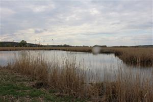 Pohľad na JV časť TML Parížske močiare, Gbelce, 1.4.2025, Foto: J.Lengyel.