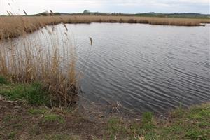 Pohľad na JV močiarne jazero, TML Parížske močiare, v popredí hrádza s výskytom trusu L.lutra. Foto: 1.4.2025 J.Lengyel.