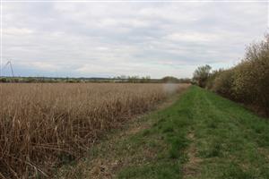 Pohľad na JV hrádzu s výskytom trusu L.lutra, TML Parížske močiare, foto: 1.4.2025 J.Lengyel.