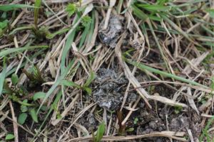 Trus Lutra lutra, TML Parížske močiare, JV hrádza, foto: 1.4.2025, J.Lengyel.