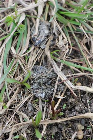 Trus Lutra Lutra, TML Parížske močiare, JV hrádza pri JV jazere. Foto: 1.4.2025, J.Lengyel.