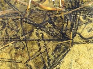 vajíčka ropuchy zelenej