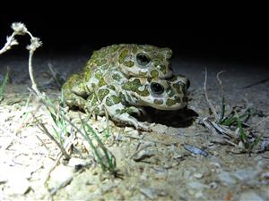 pár-  ropucha zelená