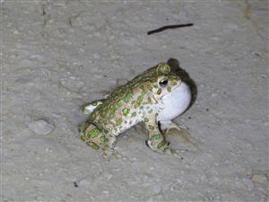 samec ropuchy zelenej