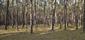 sova lesná (obyčajná) (24.3.2025)