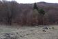sova lesná (obyčajná) (26.3.2025)