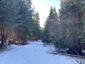 sova lesná (obyčajná) (5.3.2025)