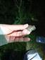 Pelobates fuscus