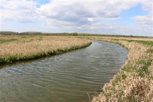 Pohľad na sv mokraďnú depresiu, TML Žitavský luh, ilustračné foto: 8.4.2025 (J.Lengyel).