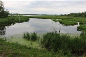 Pohľad na JV močiarnu  časť TML Maňa, Žitavský luh. Foto: 6.5.2025, J.Lengyel.