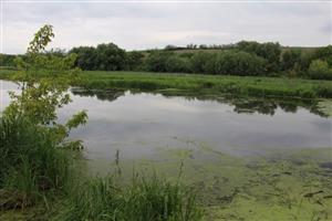 Pohľad na JV močiarnu časť TML Maňa, Žitavský luh. Foto: 6.5.2025, J.Lengyel.