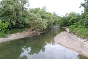Pohľad na sv časť Veľkolélskeho ostrova, TML, Veľkolélske rameno, foto: 19.5.2025, J.Lengyel.