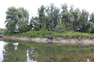 Pohľad na časť TML Veľký Lél, Veľkolélsky ostrov, rameno Dunaja a pobr. luhy, foto: 19.5.2025, J.Lengyel.