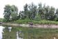 Pohľad na časť TML Veľký Lél, Veľkolélsky ostrov, rameno Dunaja a pobr. luhy, foto: 19.5.2025, J.Lengyel.