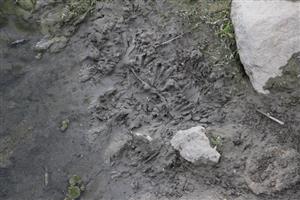 Čerstvé stopy Castor fiber, Veľkolélske rameno, TML Veľký Lél, foto: 19.5.2025, J.Lengyel.