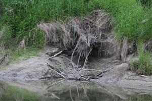Zvyšky zemnej nory a hrádzky bobrov (Castor fiber), TML Veľký Lél, 19.5.2025, foto: J.Lengyel. Veľkolélske rameno.