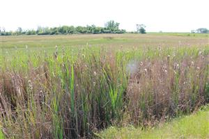 Pohľad na centrálnu časť TML Panské lúky, stredový kanál, foto: J.Lengyel, 14.5.2025.