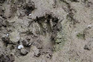 Stopy dospelého jedinca bobra vodného (Castor fiber), TML Apálsky ostrov. Foto: 21.5.2025, J.Lengyel.