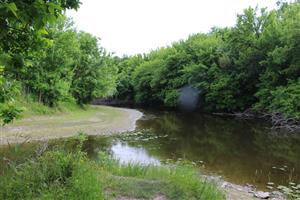 Rameno rieky Nitry pri NPR Apálsky ostrov, TML Komárno, foto: 21.5.2025.