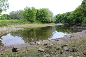 Rameno rieky Nitry pri NPR Apálsky ostrov, TML Komárno, foto: 21.5.2025.