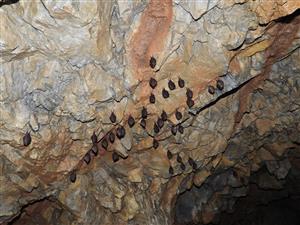 Rhinolophus hipposideros