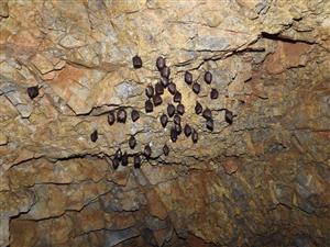 Rhinolophus hipposideros