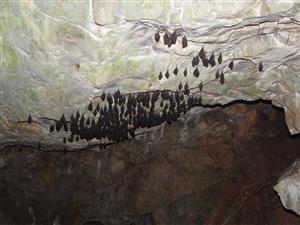 Rhinolophus hipposideros