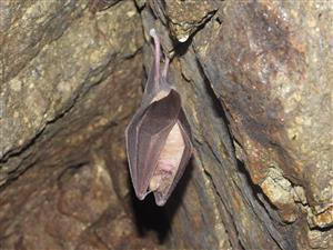 Rhinolophus ferrumequinum