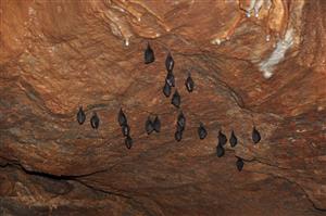 Rhinolophus hipposideros