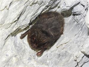 Barbastella barbastellus