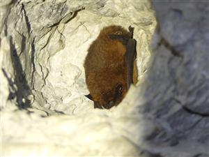 Pipistrellus pipistrellus