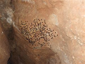 Rhinolophus hipposideros