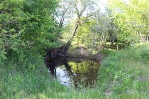 Pohľad na JV jazierko, TML Akomáň, Šurany, foto: 20.5.2025, J.Lengyel.