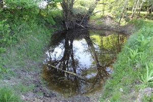Pohľad na jedno z JV jazierok, JV časti TML Akomáň, Šurany, foto: 20.5.2025. Foto: J.Lengyel.
