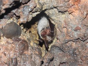 Myotis bechsteinii