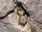 Myotis myotis