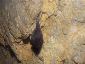Rhinolophus hipposideros