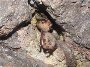 Myotis myotis