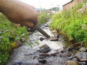 Natrix tesselata