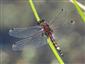 vážka jednoškvrnná (26.5.2025)