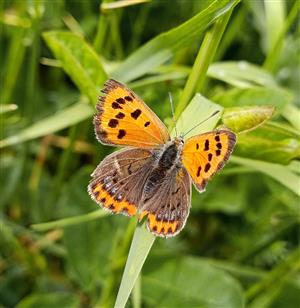 Lycaena phlaeas - samička