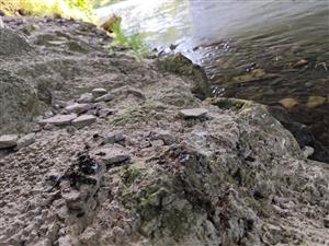 Pohľad na trus vydry TML_LutrLutr_055 