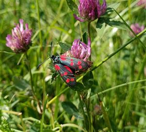 Zygaena filipendulae