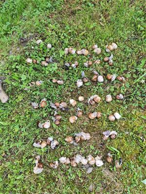 živé jedince adult