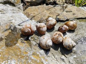 TML_HeliPoma_032_nezive jedince