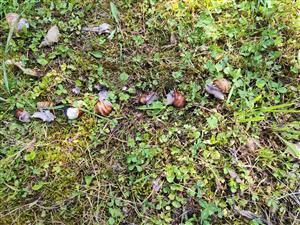 TML_HeliPoma_032_zive jedince_subadult