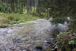 Zverovka-Studený potok